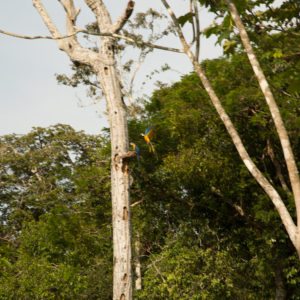 macaws in the amazon rainforest