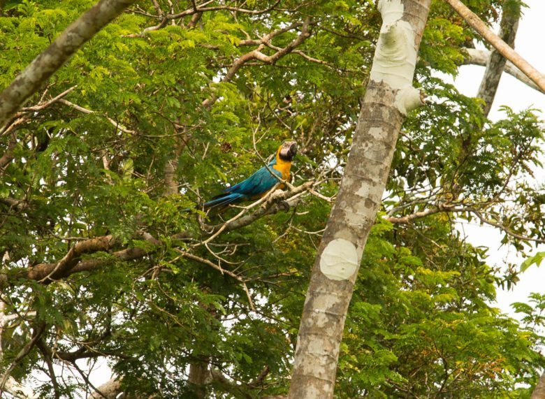 macaws in the amazon rainforest