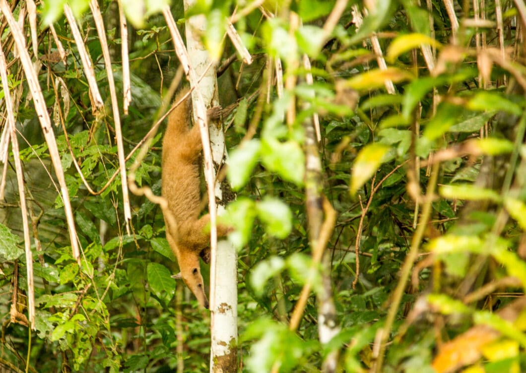 anteater sighting at treehouse lodge