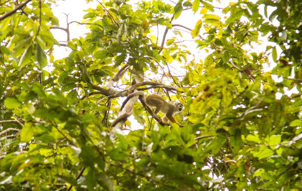 Monkeys outside treehouse 10 at the treehouse lodge