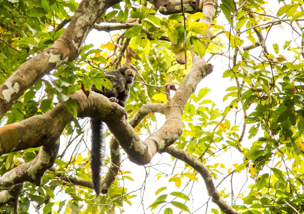 Monkeys outside treehouse 10 at the treehouse lodge