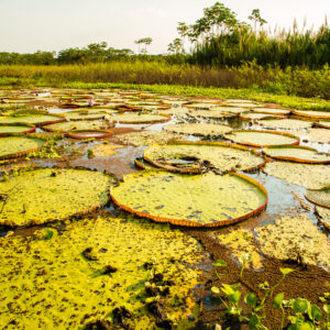 Giant lily pads in the Amazon