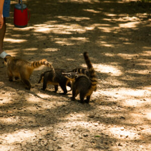 coatis