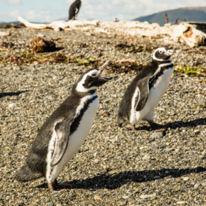 Penguins Martillo Island