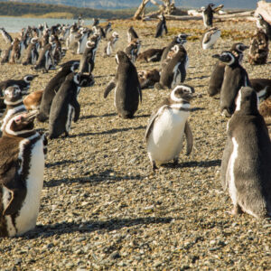 Penguins Martillo Island