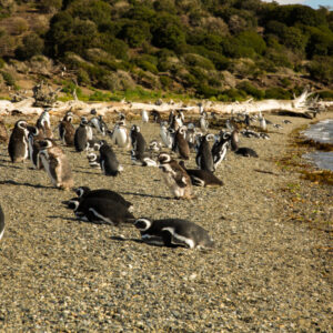 Penguins Martillo Island