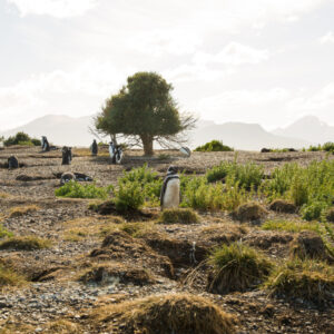 Penguins Martillo Island