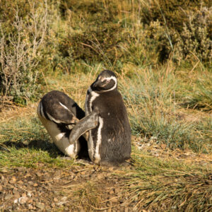 Penguins Martillo Island