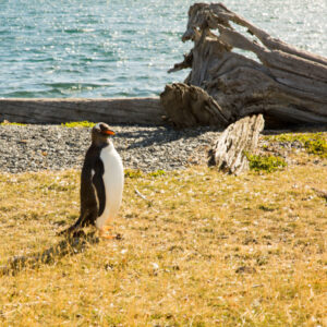 Penguins Martillo Island