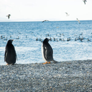 Penguins Martillo Island