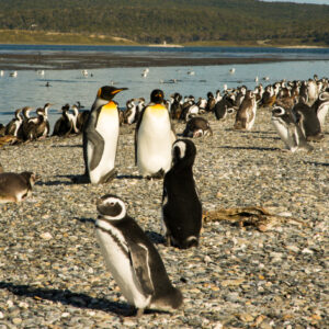 Penguins Martillo Island