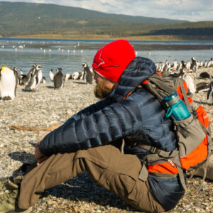 Penguins Martillo Island