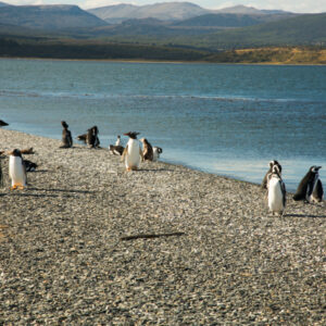 Penguins Martillo Island