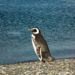 Penguins Martillo Island