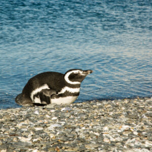 Penguins Martillo Island