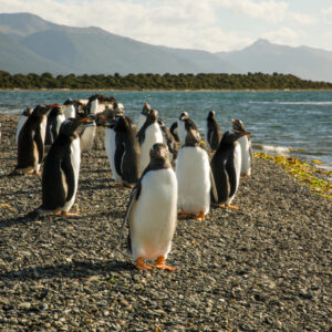 Penguins Martillo Island