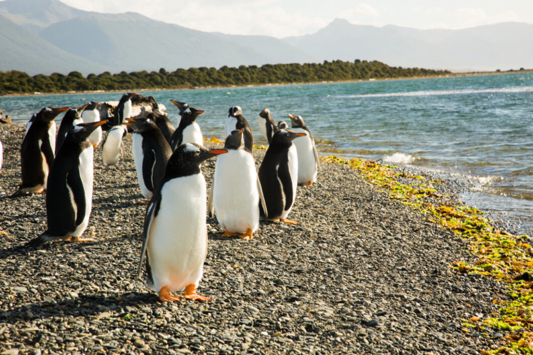 Penguins Martillo Island