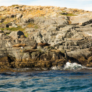 Sea lion colony