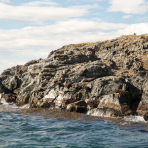 Sea lion colony