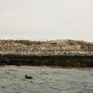 bird colony