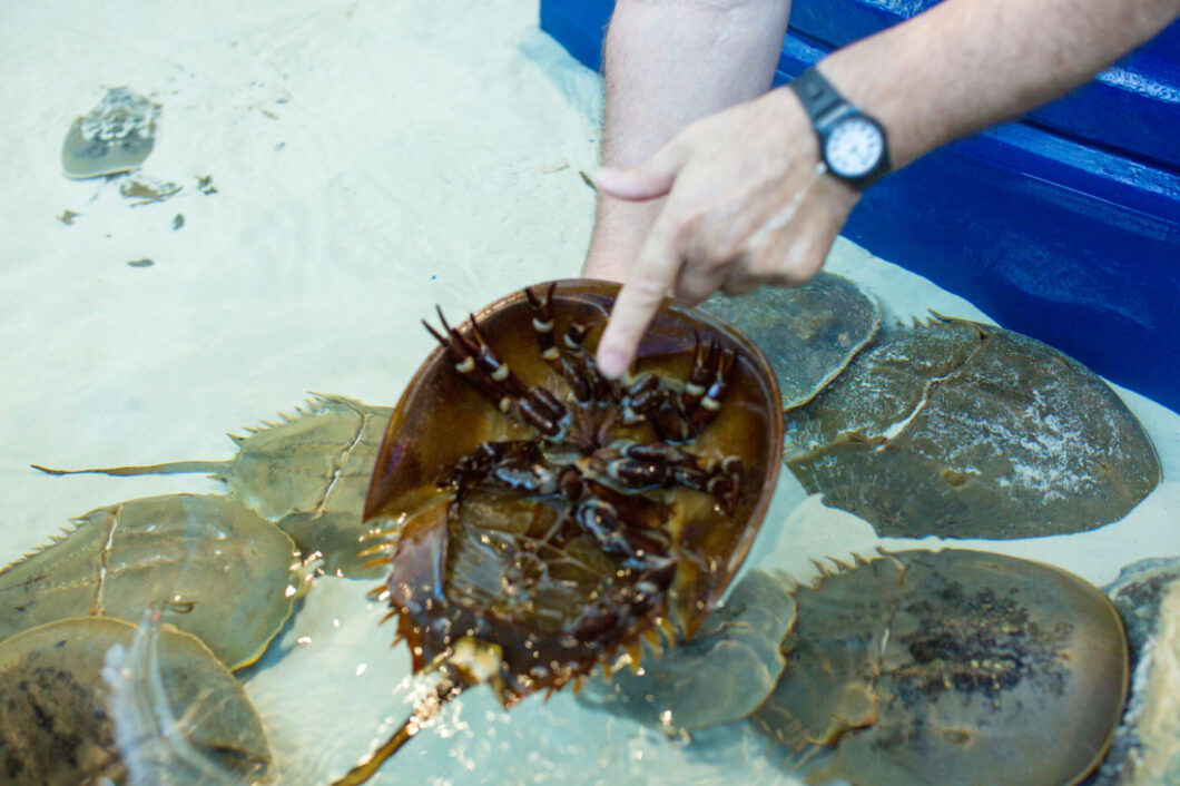 A person holds a horseshoe crab upside down, showing the crab's underside. More crabs swim in the sandy pool below.