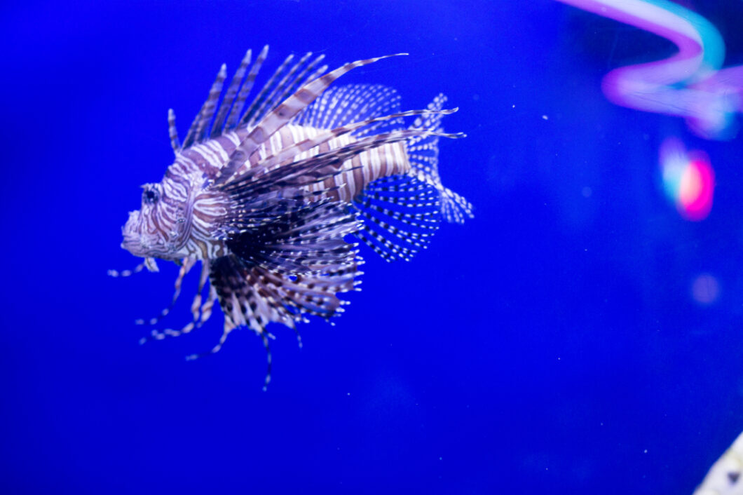 An exotic Red lionfish swims in the clear waters of an aquarium.