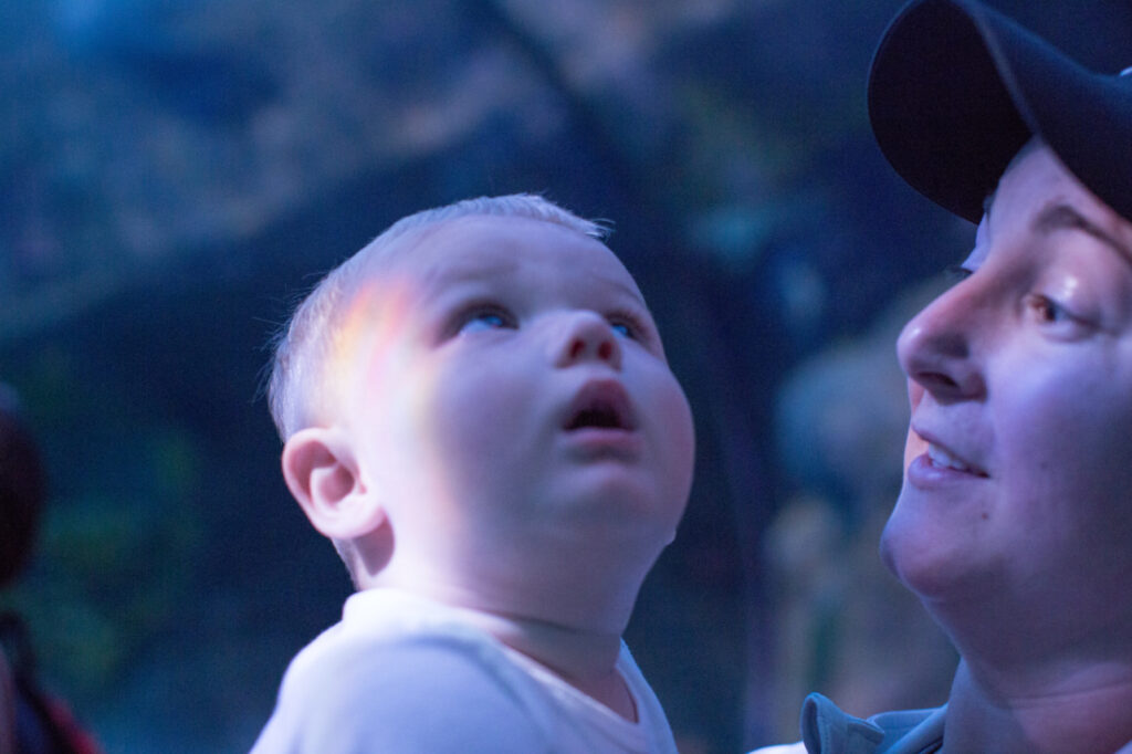 A little boy stares up as fish swim over his head in the shark tunnel at Ripley's Aquarium in Myrtle Beach, SC.