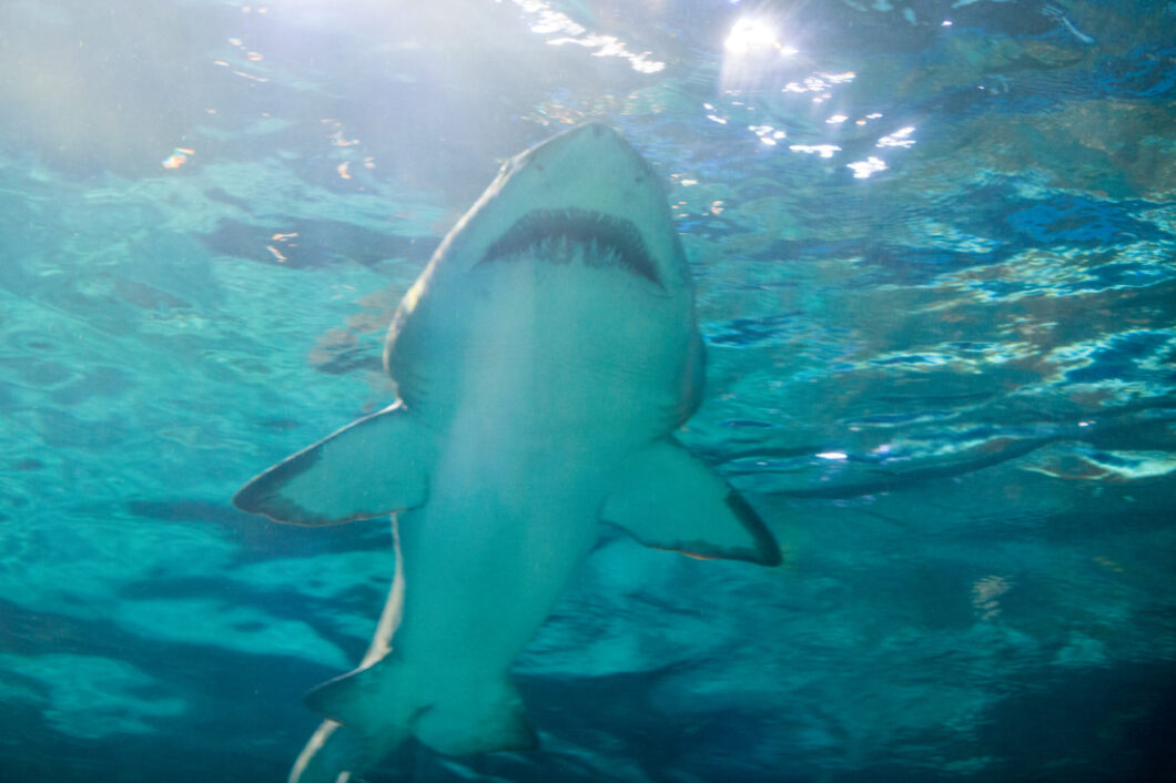 A small shark swims overhead in clear blue water through the shark tunnel at Ripley's Aquarium of Myrtle Beach.