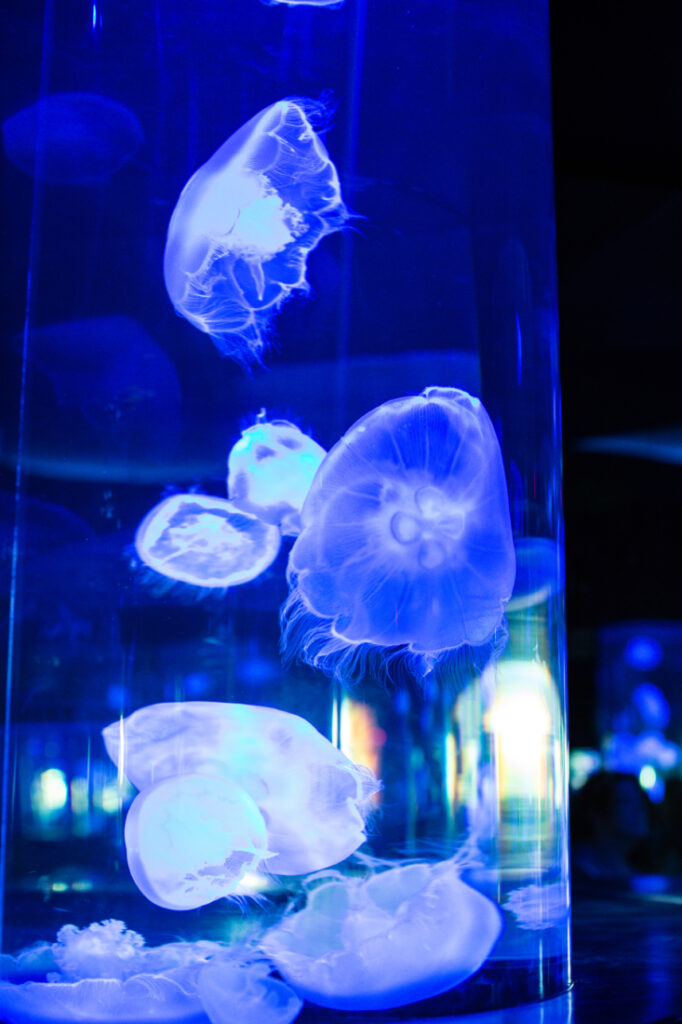 Translucent jellyfish swim around in glowing water inside a large round glass aquarium.