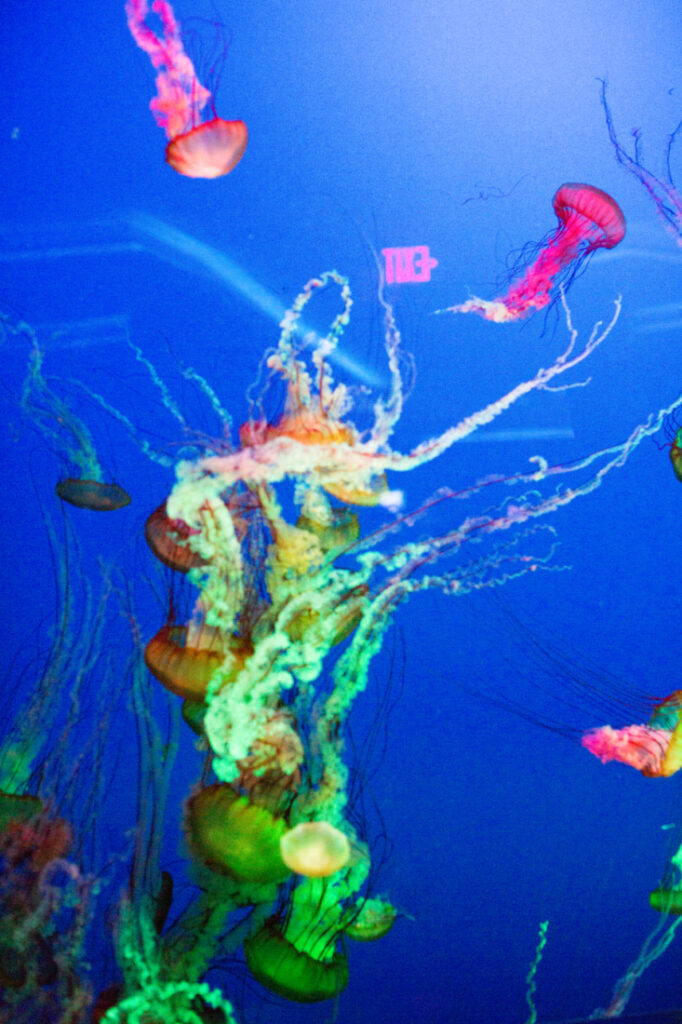 Colorful jellyfish with long, wavy tentacles swim in clear water inside an aquarium at Ripley's Aquarium in Myrtle Beach, SC. 