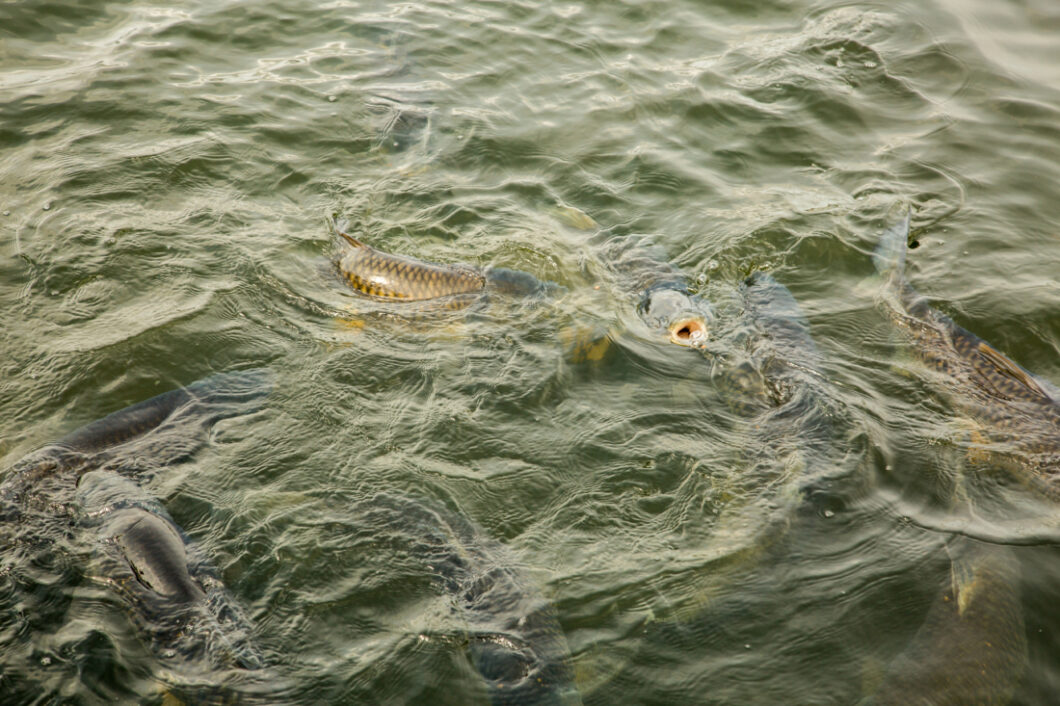 Feeding the carp was a hit too!