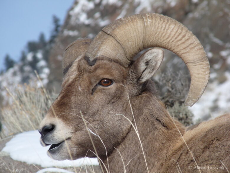 big horn sheep