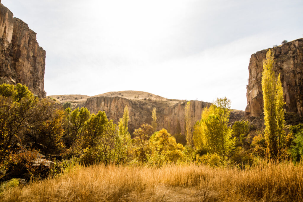 A grassy area with trees and cliffs.