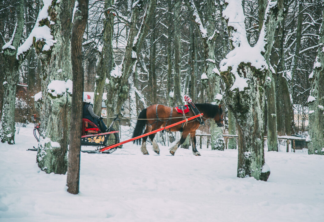 Sleigh Ride in St. Petersburg during winter