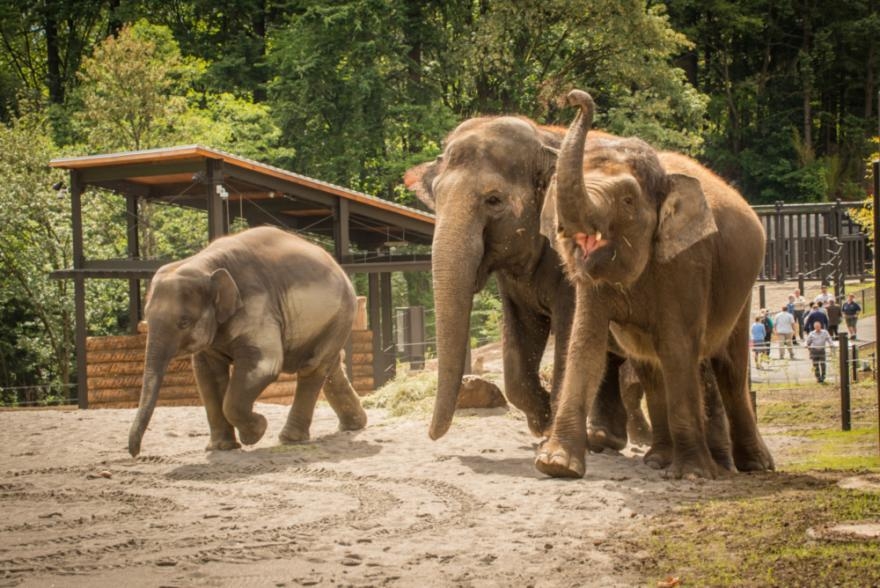 4 Great Reasons to Spend the Day at the Oregon Zoo