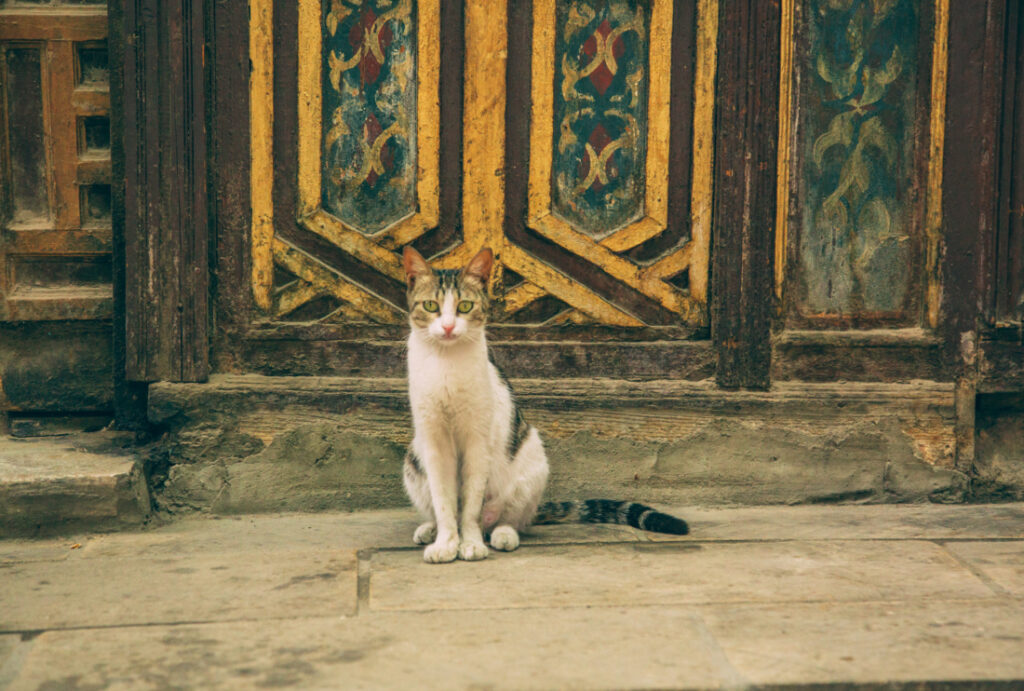 A stray white and gray cat sits on the streets of the Bazaar in Cairo, Egypt.