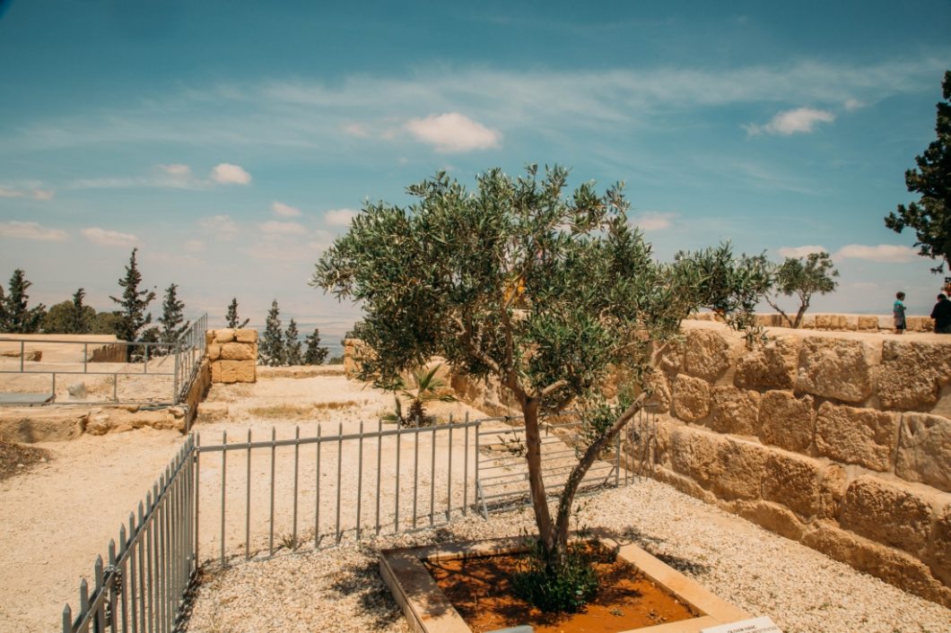 olive tree on Mount Nebo