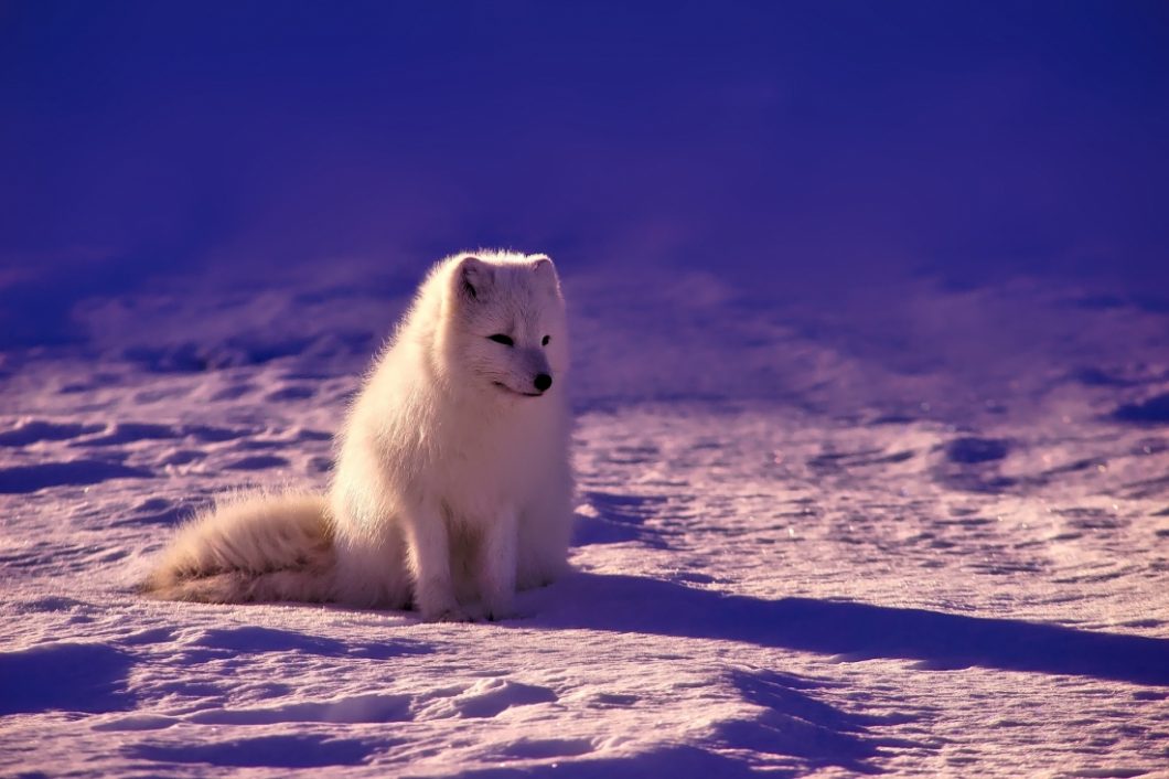 artic fox 