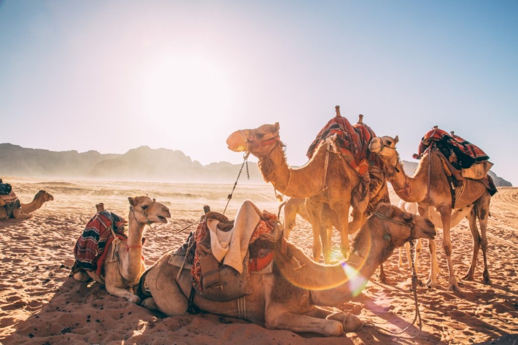 Four camels lounge in the sun. Two are sitting, and two are standing, each wearing riding saddles, blankets, and harnesses on their backs.