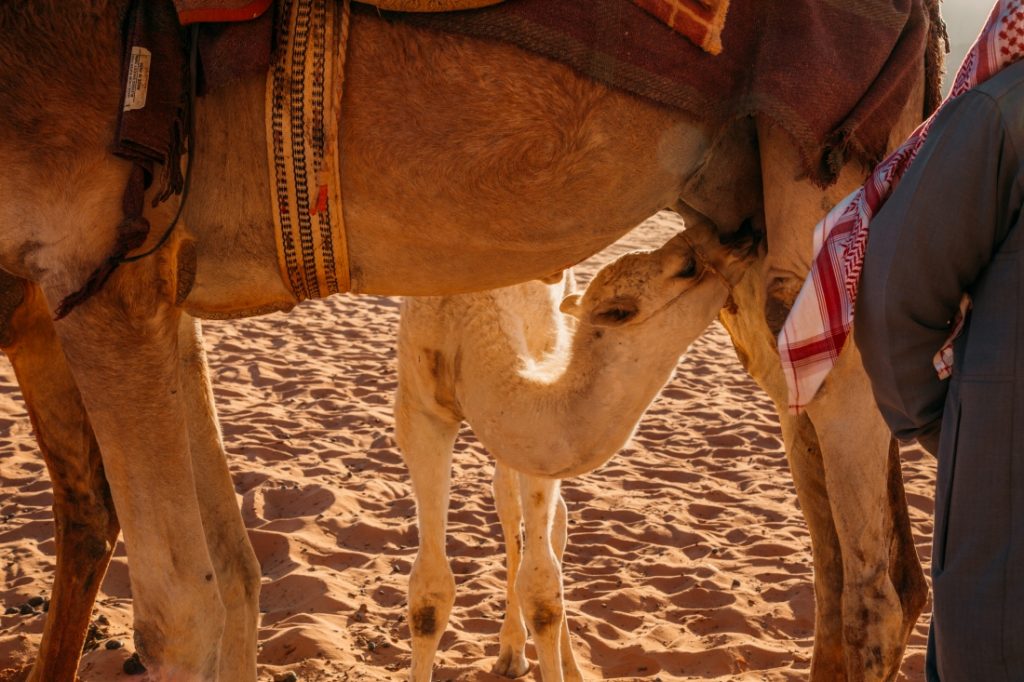 A man is feeding a baby camel in the desert.