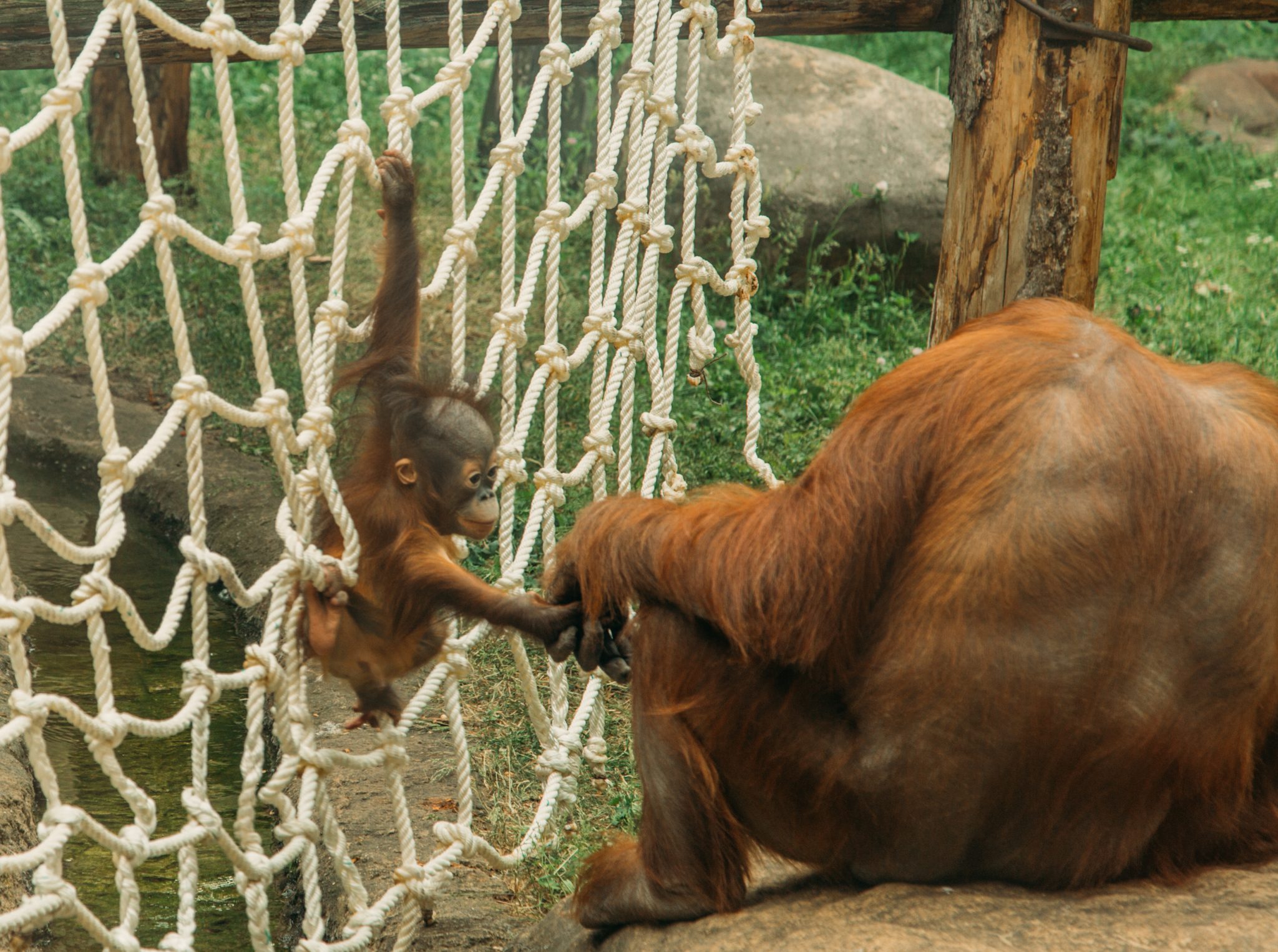 An adorable baby orangutan plays while holding its mother's hand - Moscow zoo in Russia