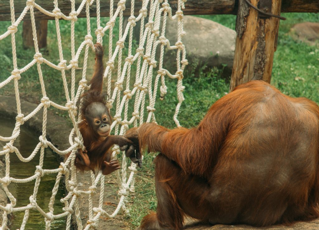 An adorable baby orangutan plays while holding its mother's hand - Moscow zoo in Russia