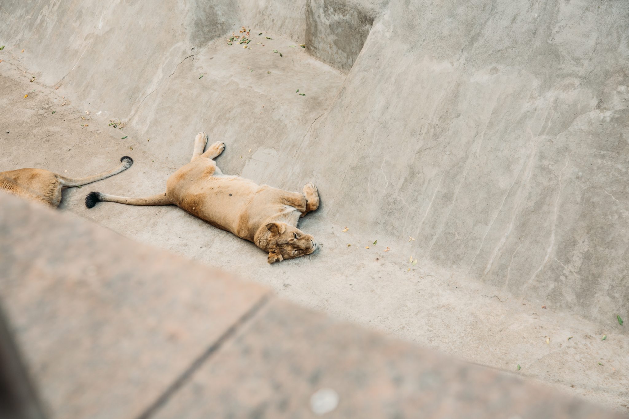 A napping lioness