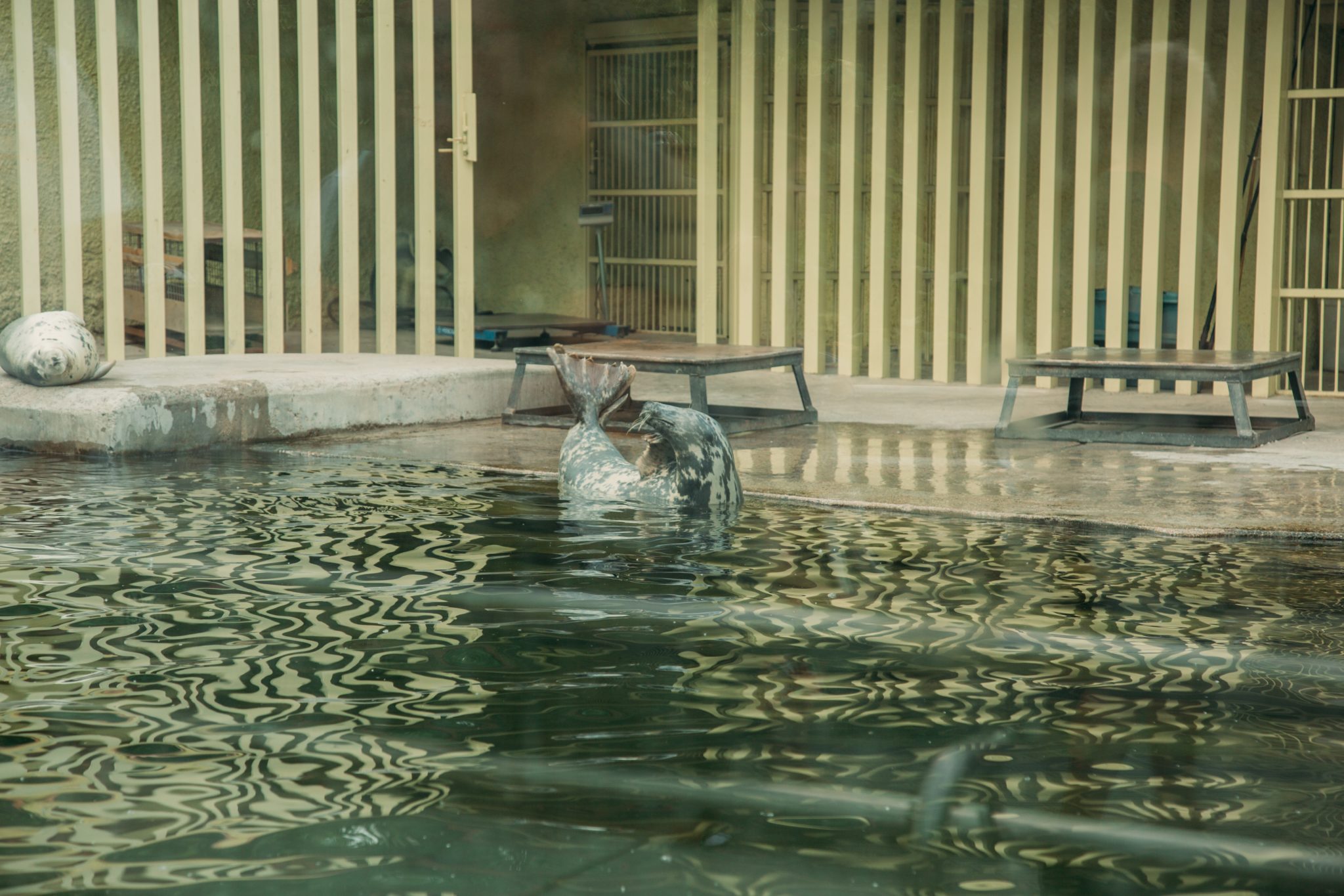 The Moscow Zoo seal