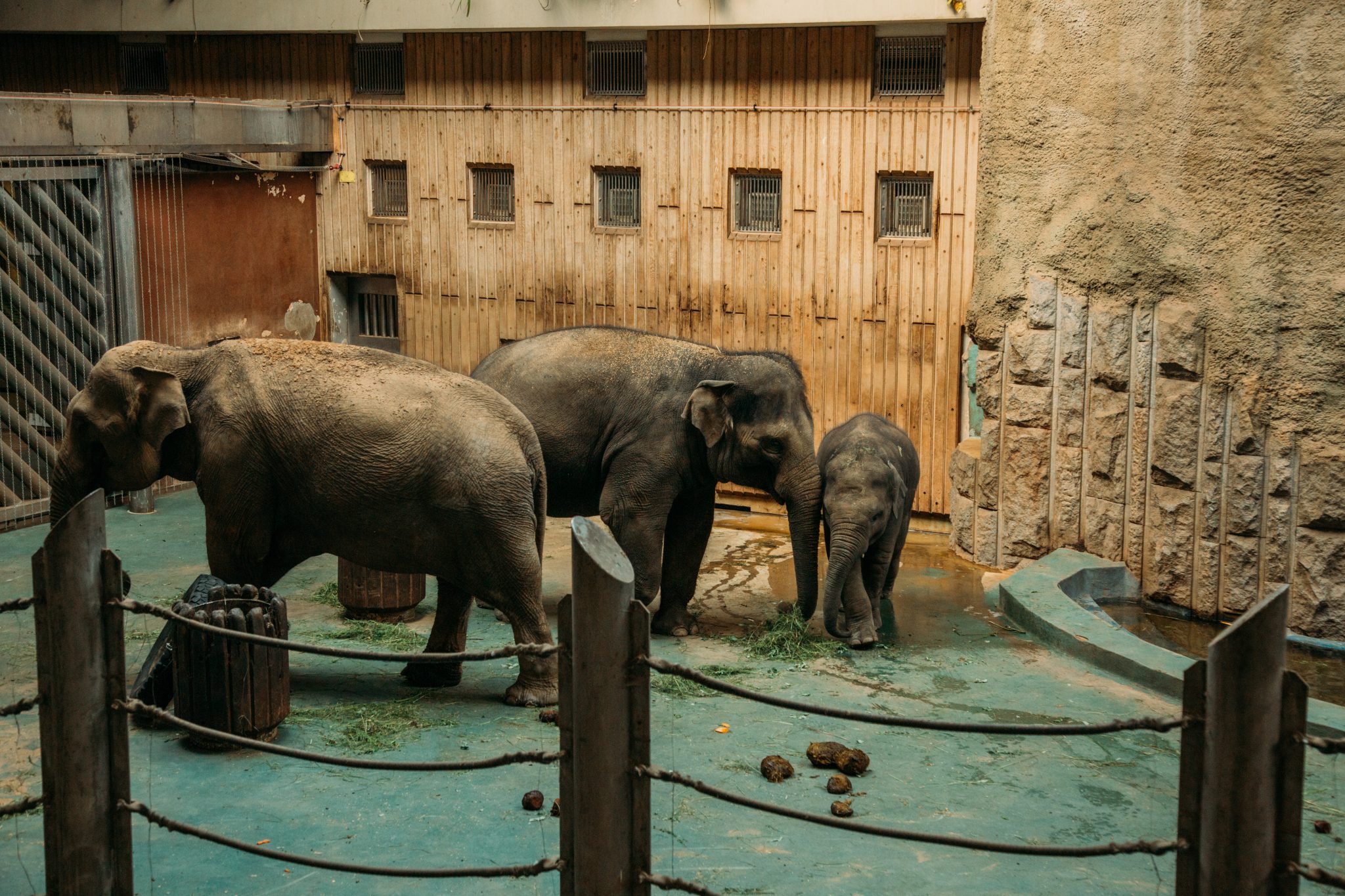 Elephants at the Moscow Zoo during their feeding time