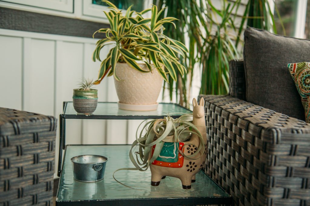 Two small air plants on a glass side table, planted in small ceramic planters.