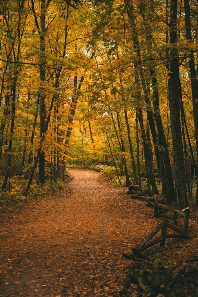 Whitefish Dunes State Park During Fall