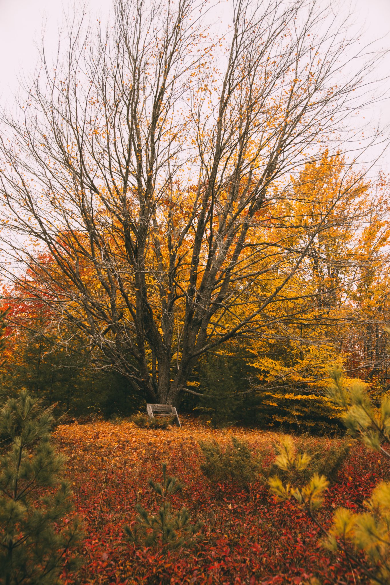 Whitefish Dunes State Park During Fall