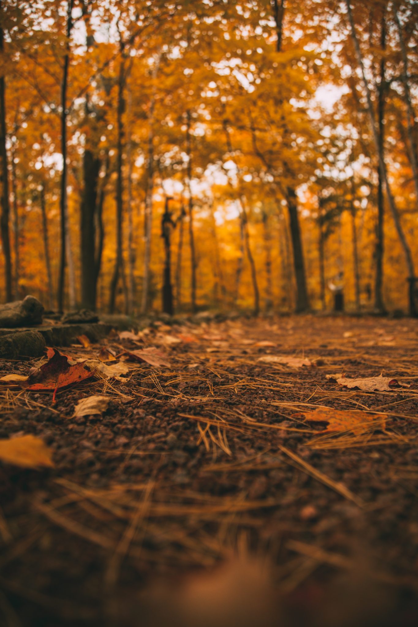 Fall colors in Door County Wisconsin - trail at Edgewood Orchard Galleries