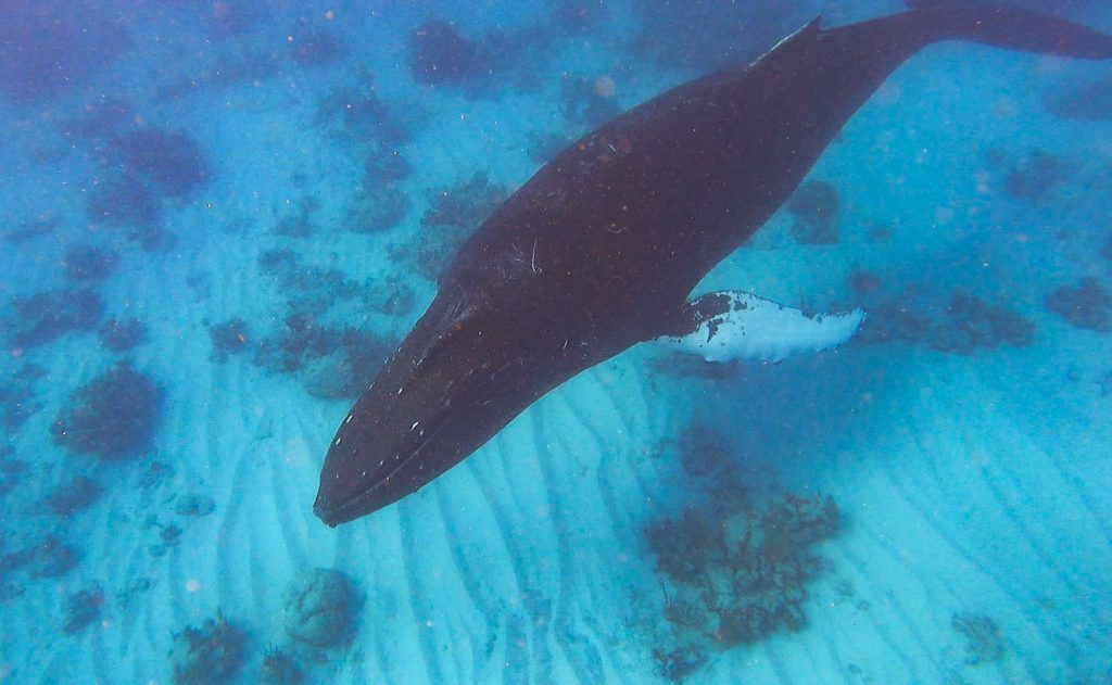 A humpback whale swimming in the ocean.